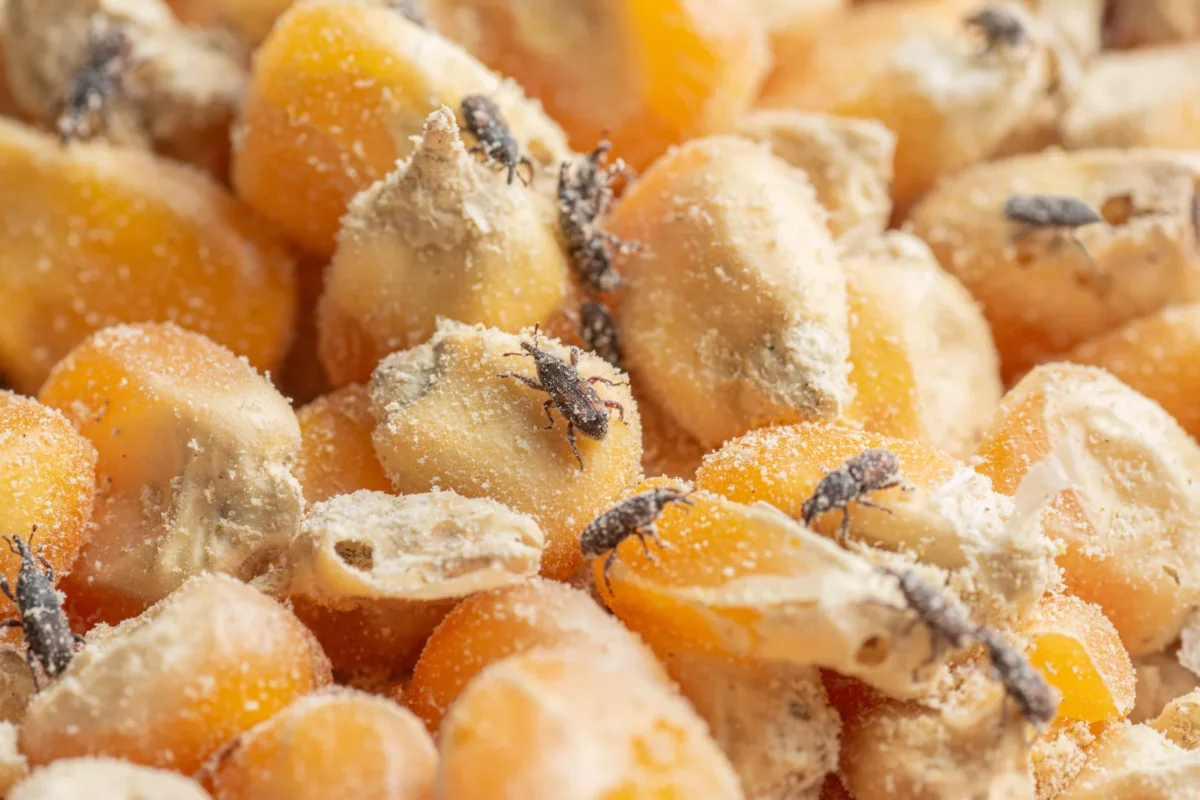Stored-product weevils among damaged maize kernels.