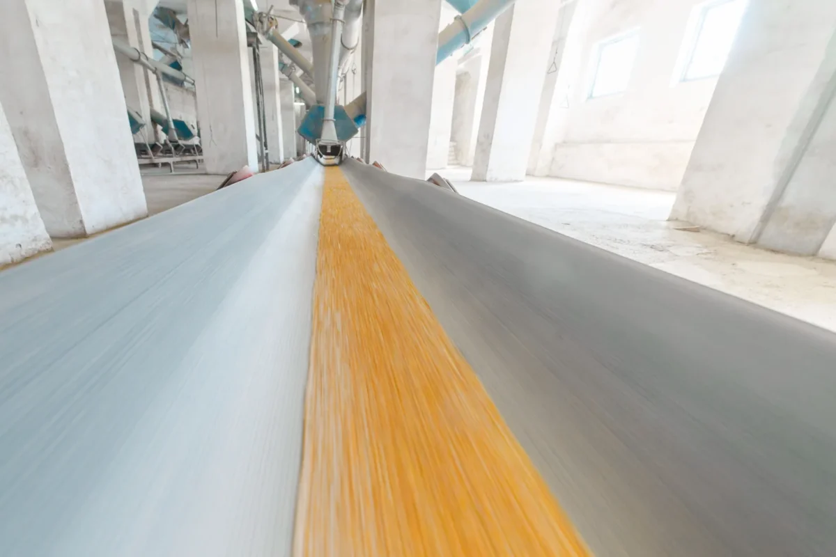 Grain moving along a conveyor beneath bulk storage silos.