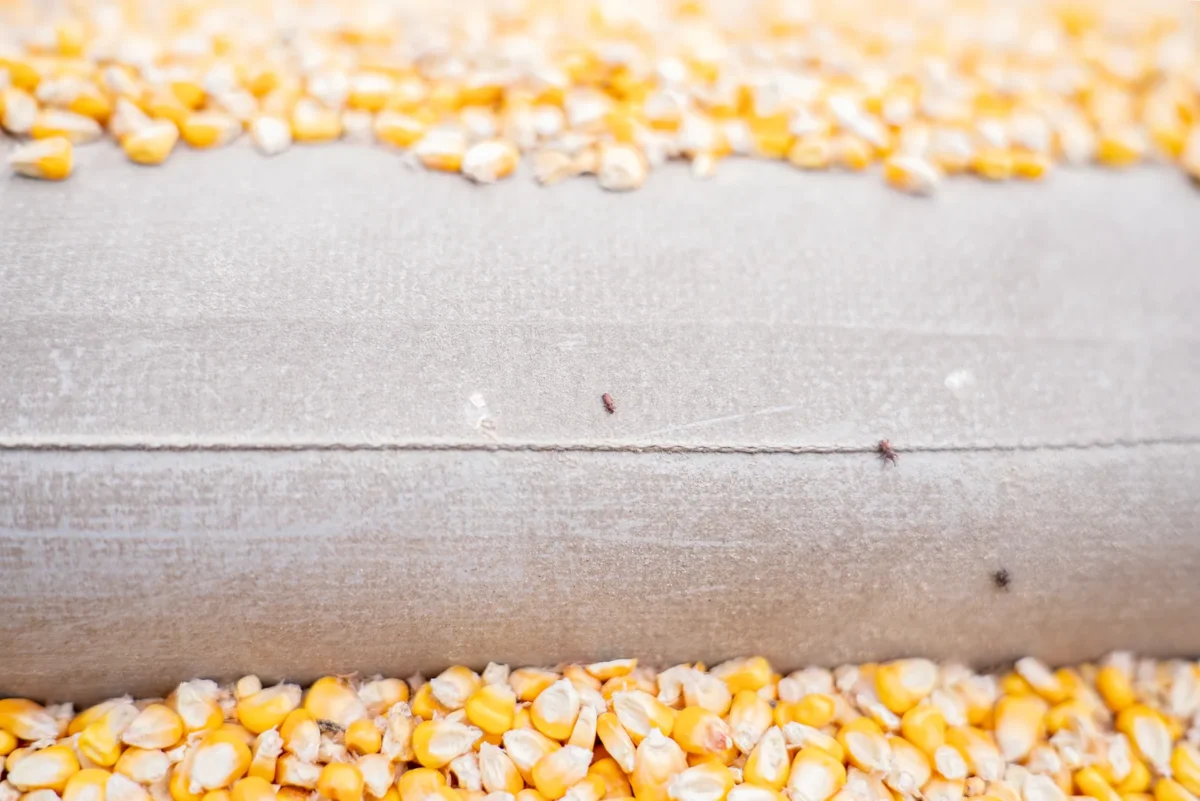 Small stored-grain insects on a metal surface beside loose maize kernels.